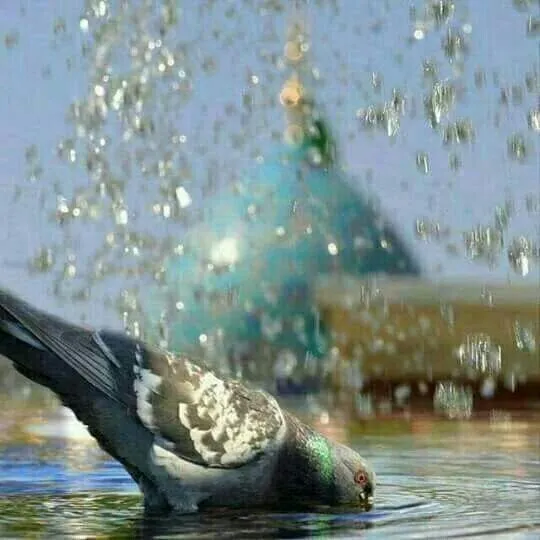 ولادت امام رضا