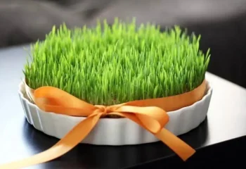 کاشت گندم در گلدان؛ سادهترین روش برای سبز کردن خانه