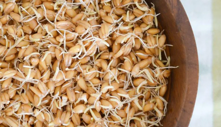خیساندن و جوانه‌زنی دانه‌های گندم