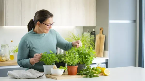 داروهای گیاهی برای لاغری