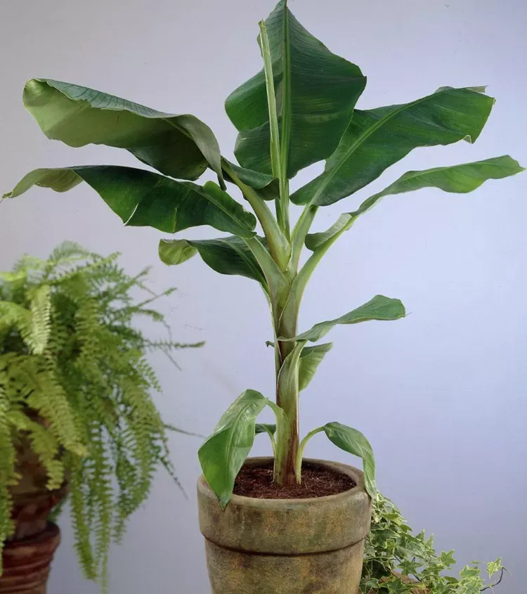 Cavendish Dwarf Banana Tree