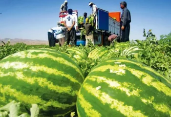 هندوانه