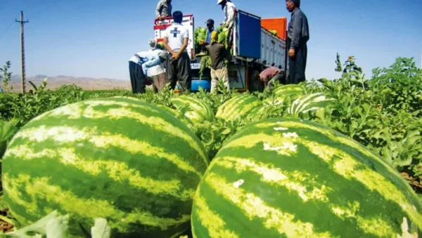 هندوانه