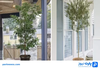 گیاهان آپارتمانی با رشد سریع