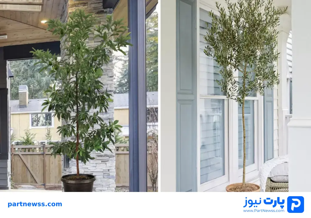 گیاهان آپارتمانی با رشد سریع