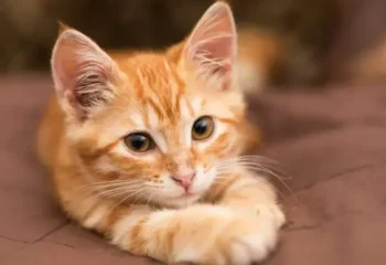 وقتی گربه‌ها هم ژن خوب دارند!