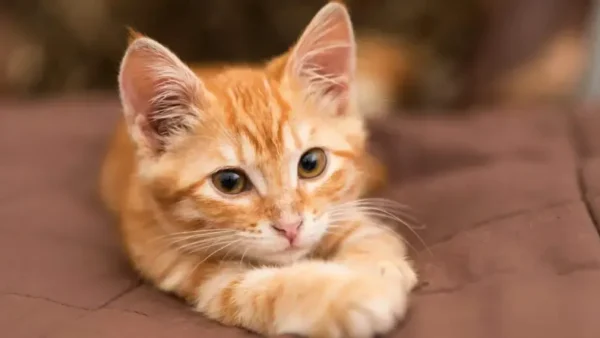 وقتی گربه‌ها هم ژن خوب دارند!
