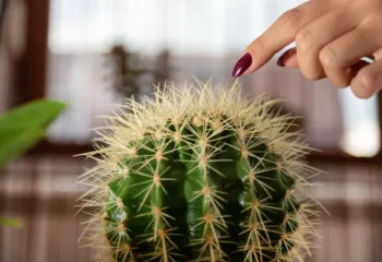 woman finger touches the cactus راهنمای جامع بیرون آوردن خار کاکتوس از پوست، مو و لباس + عوارض