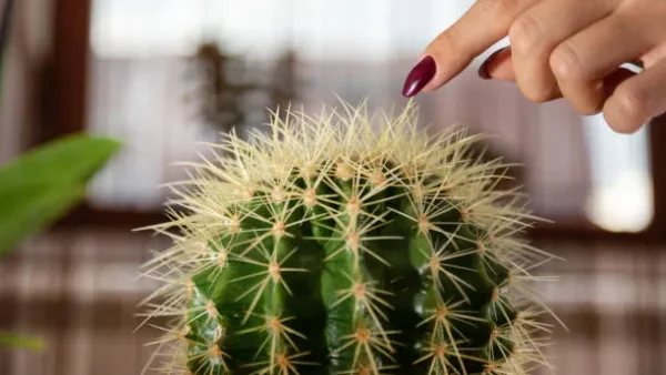 woman finger touches the cactus راهنمای جامع بیرون آوردن خار کاکتوس از پوست، مو و لباس + عوارض