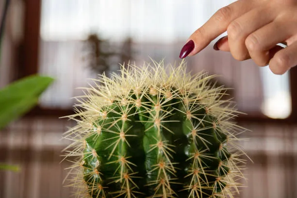 woman finger touches the cactus راهنمای جامع بیرون آوردن خار کاکتوس از پوست، مو و لباس + عوارض