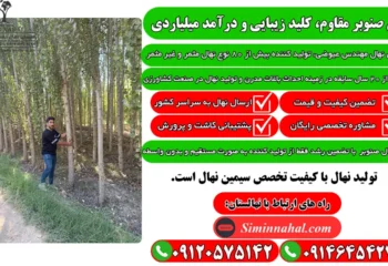 نهال صنوبر