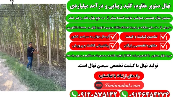 نهال صنوبر