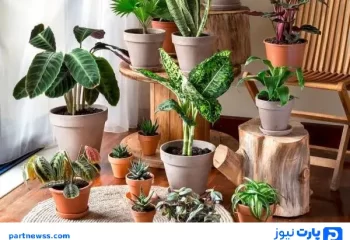 بهترین مکان برای نگهداری گل و گیاه در خانه