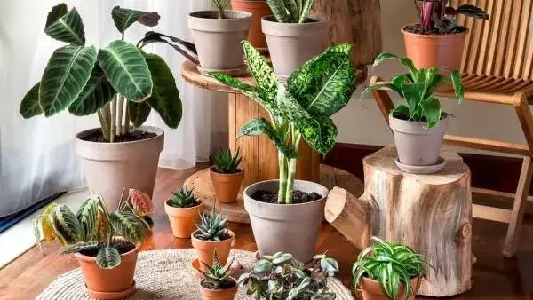 بهترین مکان برای نگهداری گل و گیاه در خانه
