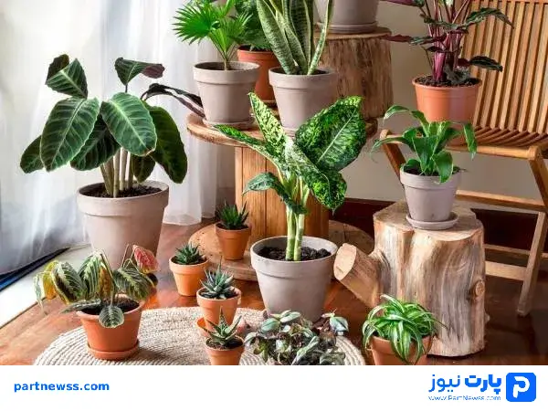 بهترین مکان برای نگهداری گل و گیاه در خانه