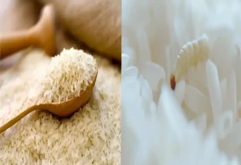کرم زدن برنج