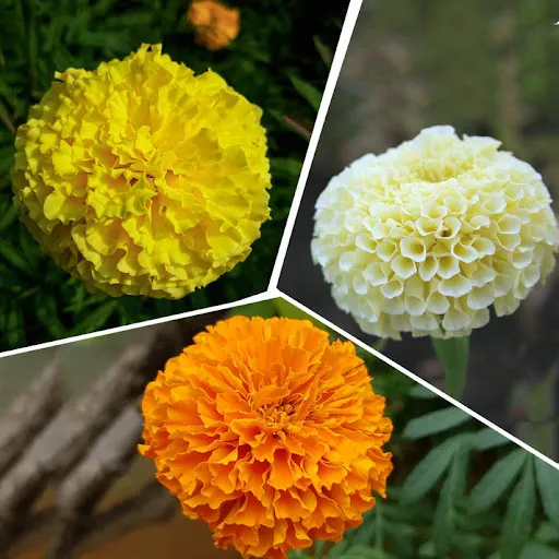 Types of marigolds