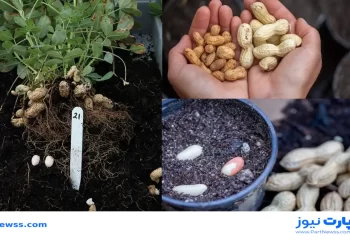 نحوه کاشت بادام زمینی در گلدان + راهنمای مراقبت و نگهداری