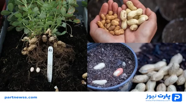 نحوه کاشت بادام زمینی در گلدان + راهنمای مراقبت و نگهداری