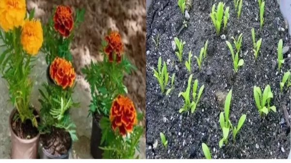 گل همیشه بهار