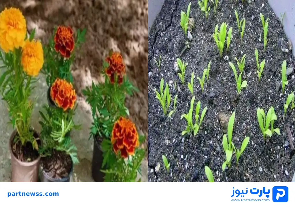 گل همیشه بهار