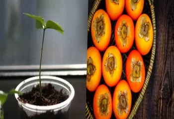 کاشت هسته خرمالو در گلدان