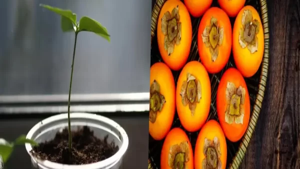 کاشت هسته خرمالو در گلدان