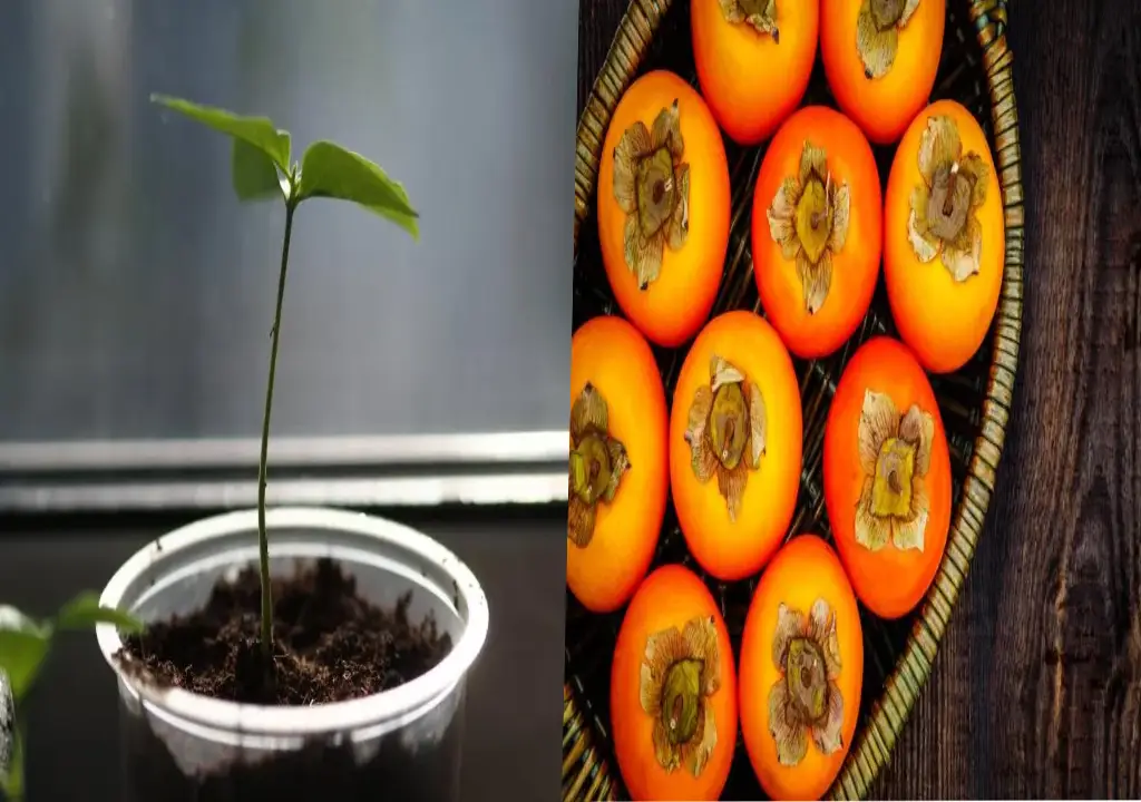 کاشت هسته خرمالو در گلدان