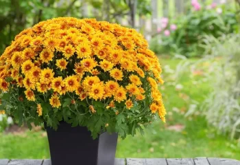 پرورش و نگهداری از گل داوودی