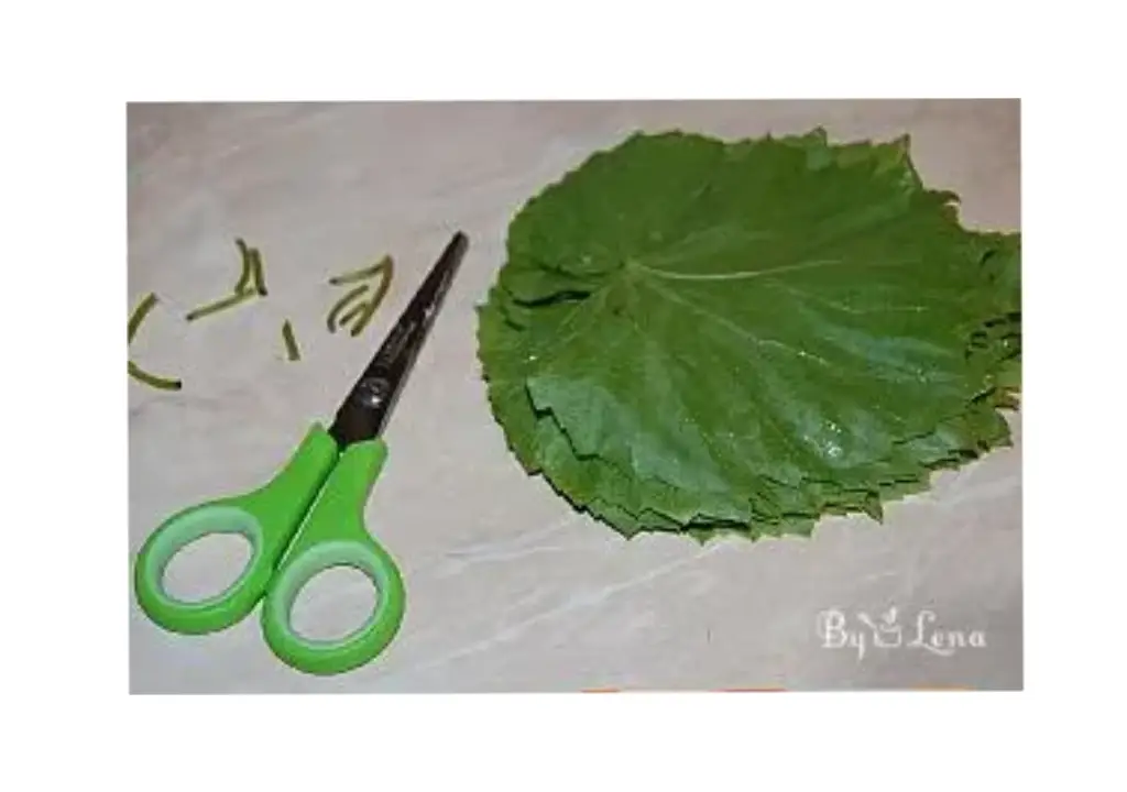 برگ مو