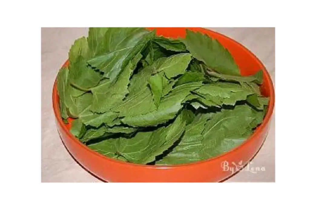 برگ مو