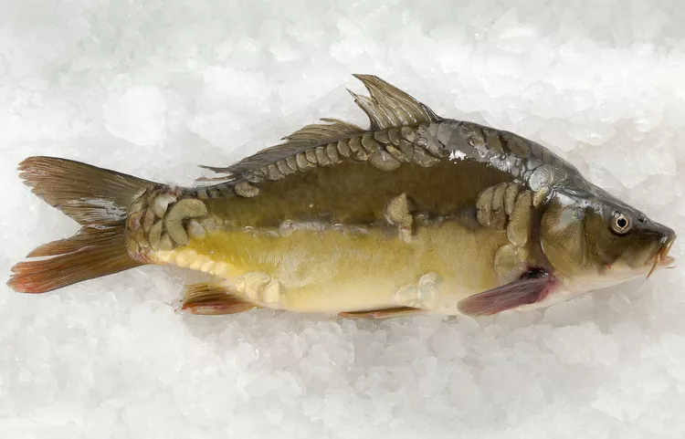 شروع با کپور تازه