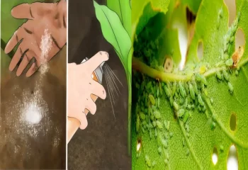 از بین بردن شته گل در خانه