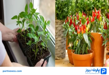 How to plant bell peppers