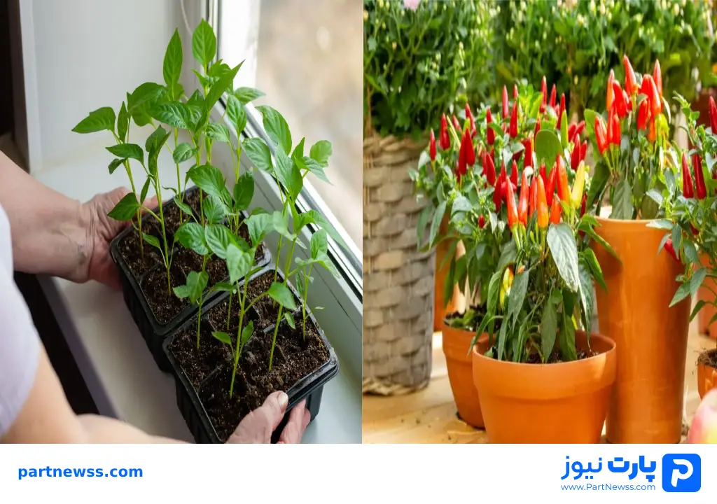 How to plant bell peppers