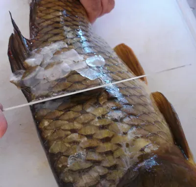 فلس‌گیری ماهی کپور