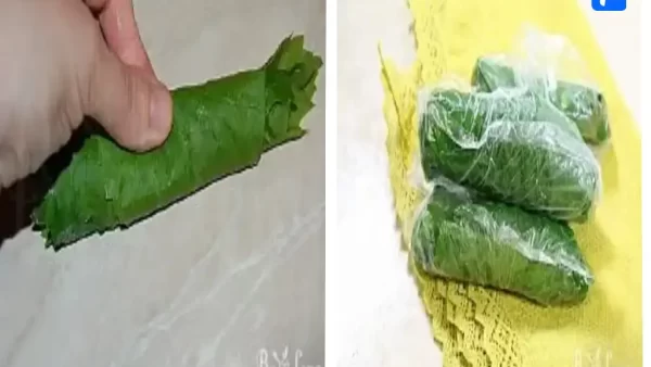 نگهداری برگ مو در فریزر