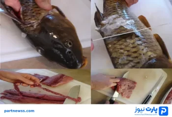 پاک کردن ماهی کپور راهنمای جامع پاک کردن ماهی کپور؛ بهترین روش ها و نکات برای پاک کردن ماهی 