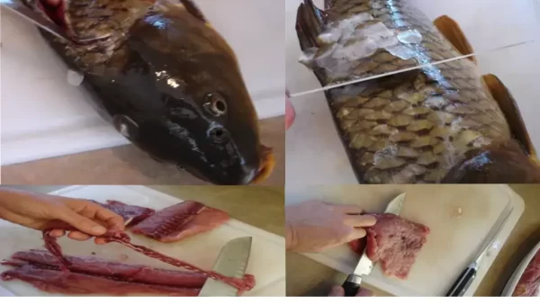 پاک کردن ماهی کپور راهنمای جامع پاک کردن ماهی کپور؛ بهترین روش ها و نکات برای پاک کردن ماهی 