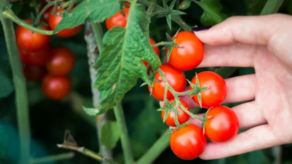کاشت گوجه گیلاسی در گلدان