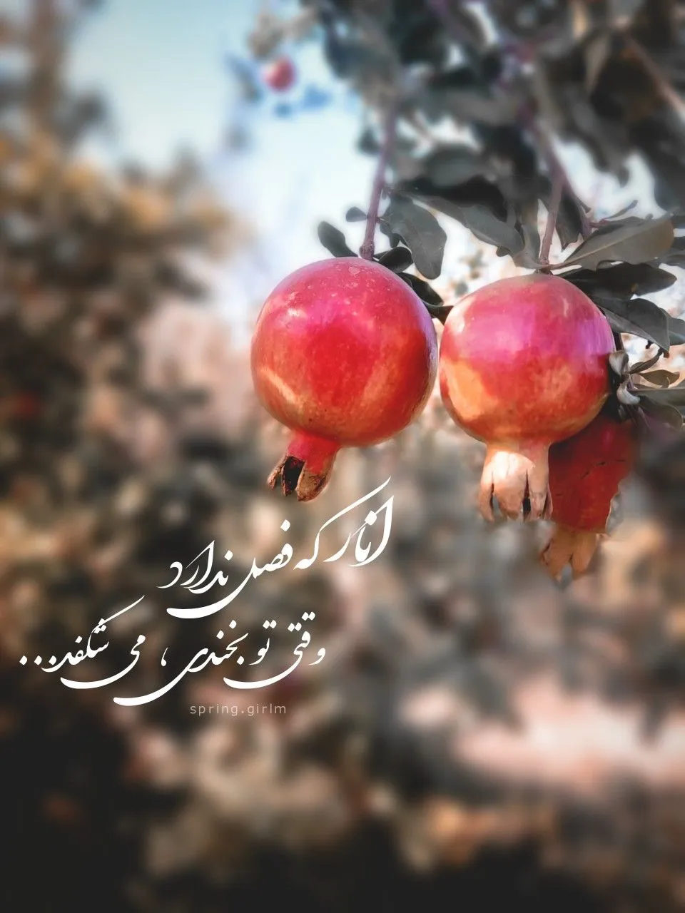 عکس استوری شب یلدا