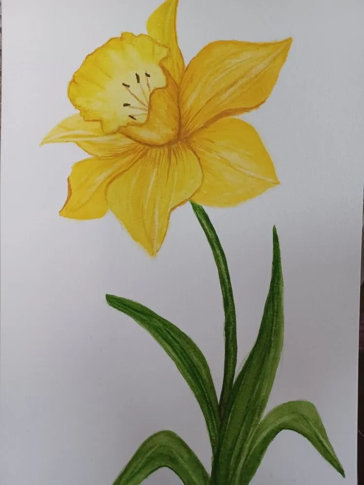 نقاشی گل نرگس