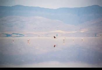 تصاویرجذاب و زیبا از بازگشت فلامینگوها به خانه / دریاچه مهارلو احیا شد