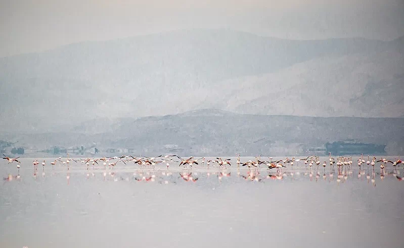 فلامینگو e1766490319637 تصاویرجذاب و زیبا از بازگشت فلامینگوها به خانه / دریاچه مهارلو احیا شد