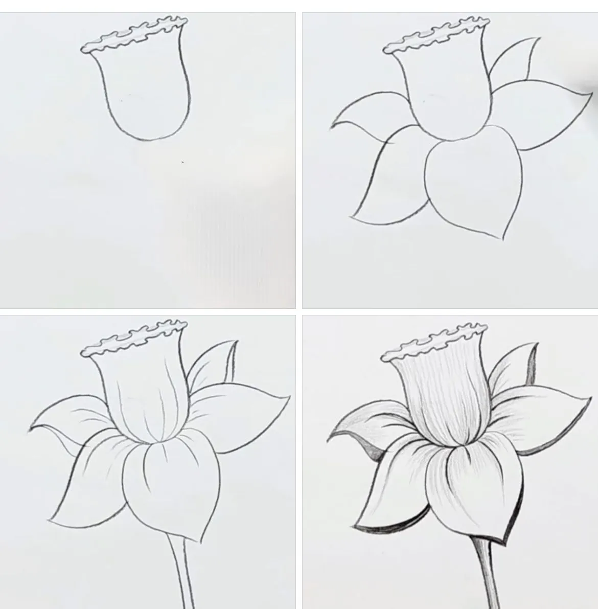 نقاشی گل نرگس