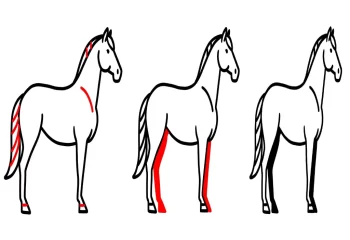 کشیدن نقاشی اسب
