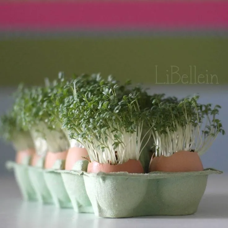 ایده‌های تزیین سبزه عید