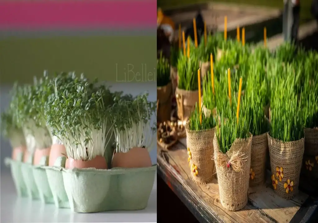 تزیین سبزه عید برای مدرسه 60 مدل از جدید ترین ایده تزیین سبزه عید ۱۴۰۵، برای مدرسه، خانه و ...