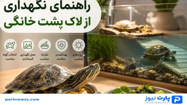 راهنمای نگهداری از لاک پشت خانگی؛ آموزش کامل صحیح