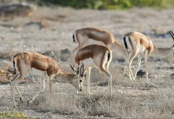آهوهای هراسان خارک به خیابان‌ها پناه آوردند